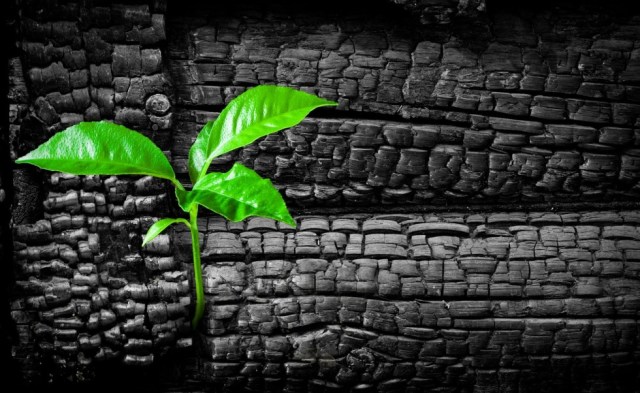 green-growth-after-fire